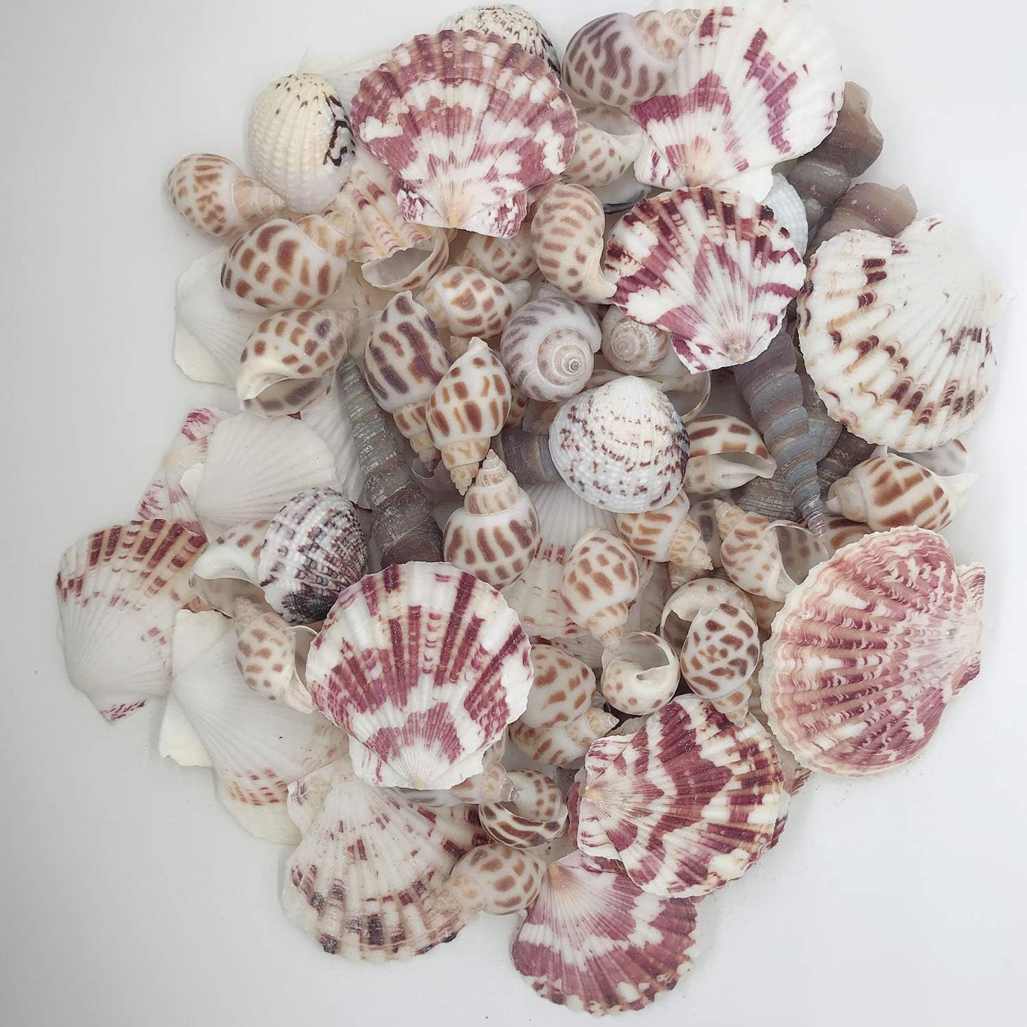 Sea Shells Mixed Beach Seashells Various Maximum Sizes up to 2 Inches Shells Approx. 80 Pieces Seashells