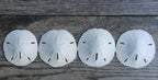 Real Sand Dollars 3" to 3.5" (4 Pack) – Sand Dollar Wall Art & Ornament Set – Beach Wedding Decor – Nautical Party Table Decor – Mini Shells for Crafts – Coastal Gifts