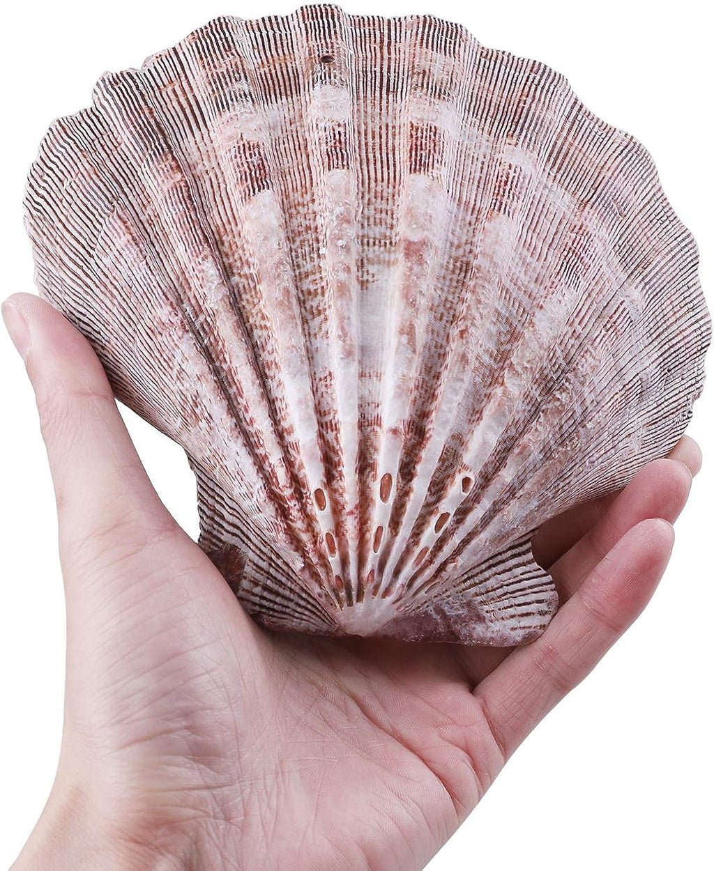 PPCLION 4 PCS 5" Large Great Scallop Shells Brown Lion's Paw Baking Seashells