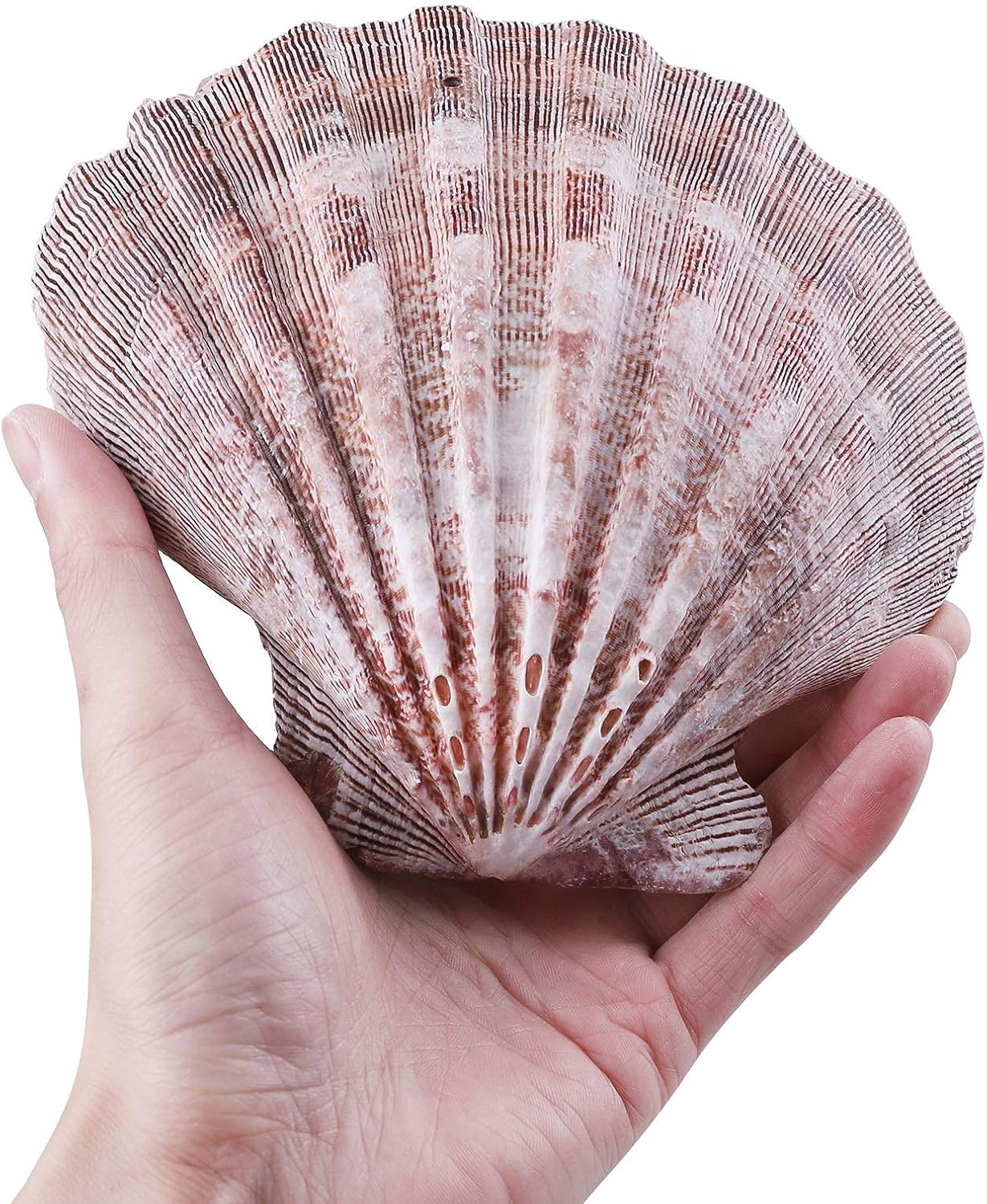 PPCLION 4 PCS 5" Large Great Scallop Shells Brown Lion's Paw Baking Seashells