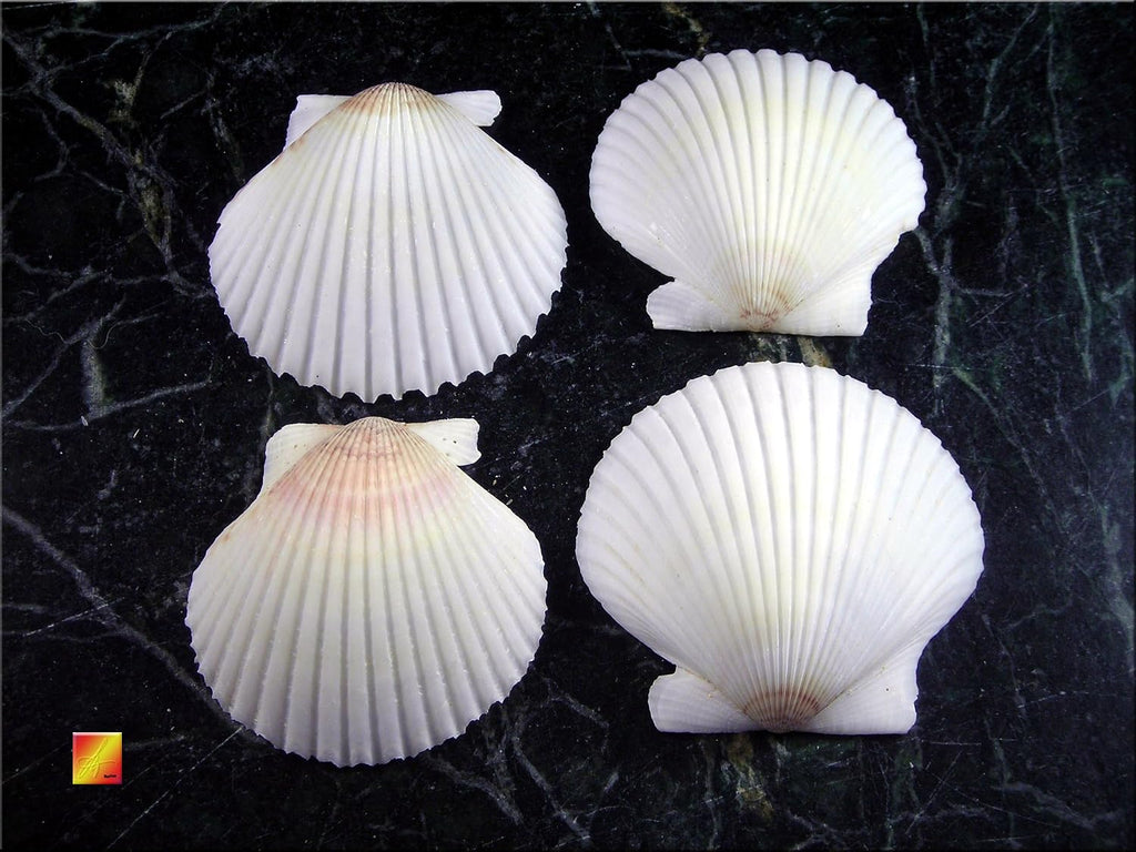 25 White Florida Scallop Shells (About 2") Seashells Display Box for Beach Wedding Decor and Ocean Crafts.