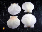 25 White Florida Scallop Shells (About 2") Seashells Display Box for Beach Wedding Decor and Ocean Crafts.