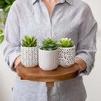 Kurrajong Farmhouse bundle....Set of 3 faux succulents in pots, with a 9" wide riser pedestal stand. One of our most popular paired items
