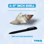Tumbler Home Large Conch Sea Shells for Decorating or Fish Tank, Coastal & Nautical Decor, Air Plant Holder, Aquarium Ornaments, Big Sea Shell, Decorative Seashells, Beach Party Decor (Fox)
