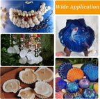 30PCS Natural Scallop Shells White Sea Shells for Decorating from Sea Beach Real Seashells for DIY Craft Painting Ocean Themed Party Wedding 2''-3''