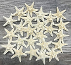 Real Knobby Starfish | 24 Real Knobby Starfish White 2" to 3.5" Beach Wedding Decor, Coastal Party Decorations, Seashell Decor