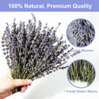 Dried Lavender 150+ Stems - Natural Purple Flowers Compact Short Stem Lavender 7.2-8.2 Inch for Home Decor, Wedding DIY Crafts, Small Vase Arrangements & Aromatherapy, Fresh Fragrance (150, 7.2"-8.2")