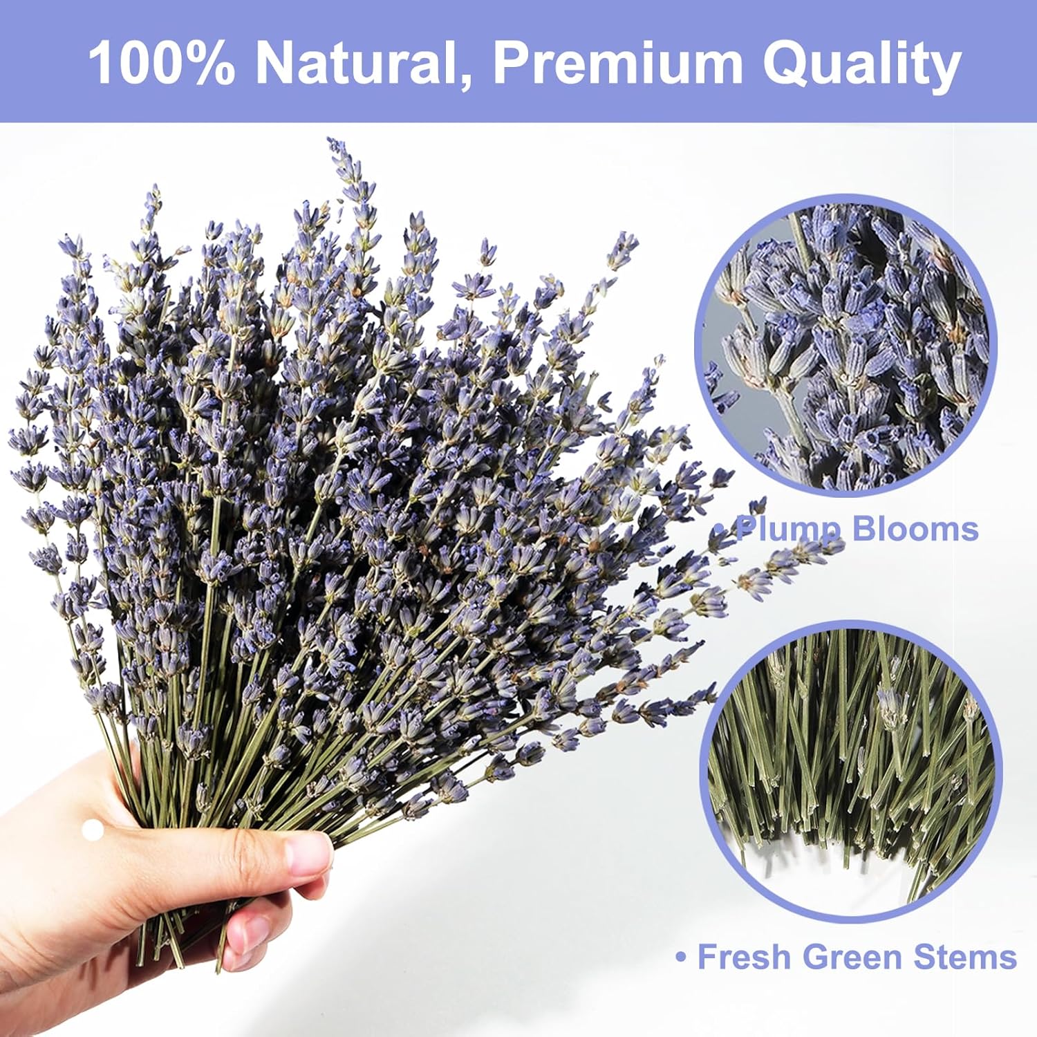 Dried Lavender 150+ Stems - Natural Purple Flowers Compact Short Stem Lavender 7.2-8.2 Inch for Home Decor, Wedding DIY Crafts, Small Vase Arrangements & Aromatherapy, Fresh Fragrance (150, 7.2"-8.2")