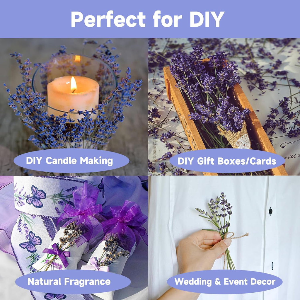 Dried Lavender 150+ Stems - Natural Purple Flowers Compact Short Stem Lavender 7.2-8.2 Inch for Home Decor, Wedding DIY Crafts, Small Vase Arrangements & Aromatherapy, Fresh Fragrance (150, 7.2"-8.2")