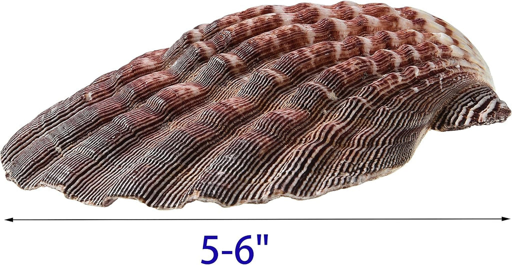 4 Piece 5-6" Lion's Paw Sea Shell，for Baking Smudging Crafts Beach Decor - Ocean Beach Seashells Perfect for Home Decoration, Art Craft, Vase Filler Fish Tank