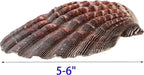 4 Piece 5-6" Lion's Paw Sea Shell，for Baking Smudging Crafts Beach Decor - Ocean Beach Seashells Perfect for Home Decoration, Art Craft, Vase Filler Fish Tank