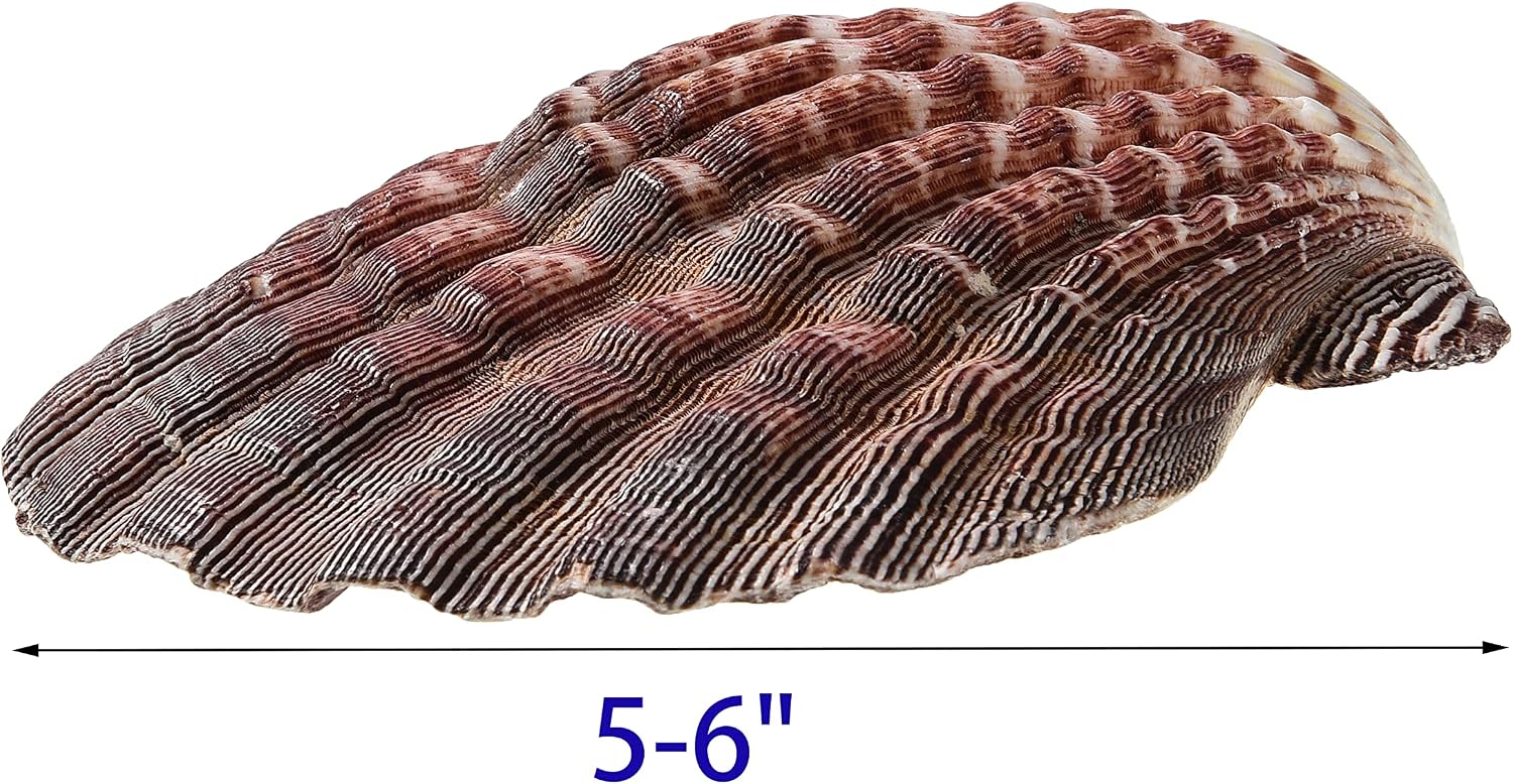 4 Piece 5-6" Lion's Paw Sea Shell，for Baking Smudging Crafts Beach Decor - Ocean Beach Seashells Perfect for Home Decoration, Art Craft, Vase Filler Fish Tank