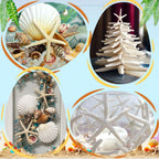 24 Pcs Starfish for Crafts, 2'' to 4'' Star Fish Shells Decorations, Natural Starfish Decor Bulk for Beach Theme DIY Crafts Christmas Tree Ornaments
