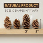 Tumbler Home Pine Cones for Decorating, 15pcs Loblolly Pinecones 2" - 3" Inch Each, Natural Pine Cones for Crafts, Pinecone Ornaments, Christmas Tree & Rustic Home Décor