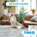 Tumbler Home Large Conch Sea Shells for Decorating or Fish Tank, Coastal & Nautical Decor, Air Plant Holder, Aquarium Ornaments, Big Sea Shell, Decorative Seashells, Beach Party Decor (Fox)