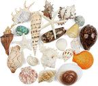 22 PCS Large Seashells Mixed Beach Sea Shells and Ocean Natural Starfish,Natural Colorful Sea Shells Starfish Up to 6.5 Inch, Perfect for Beach Theme Party Home Decor DIY Crafts Fish Tank Decorations