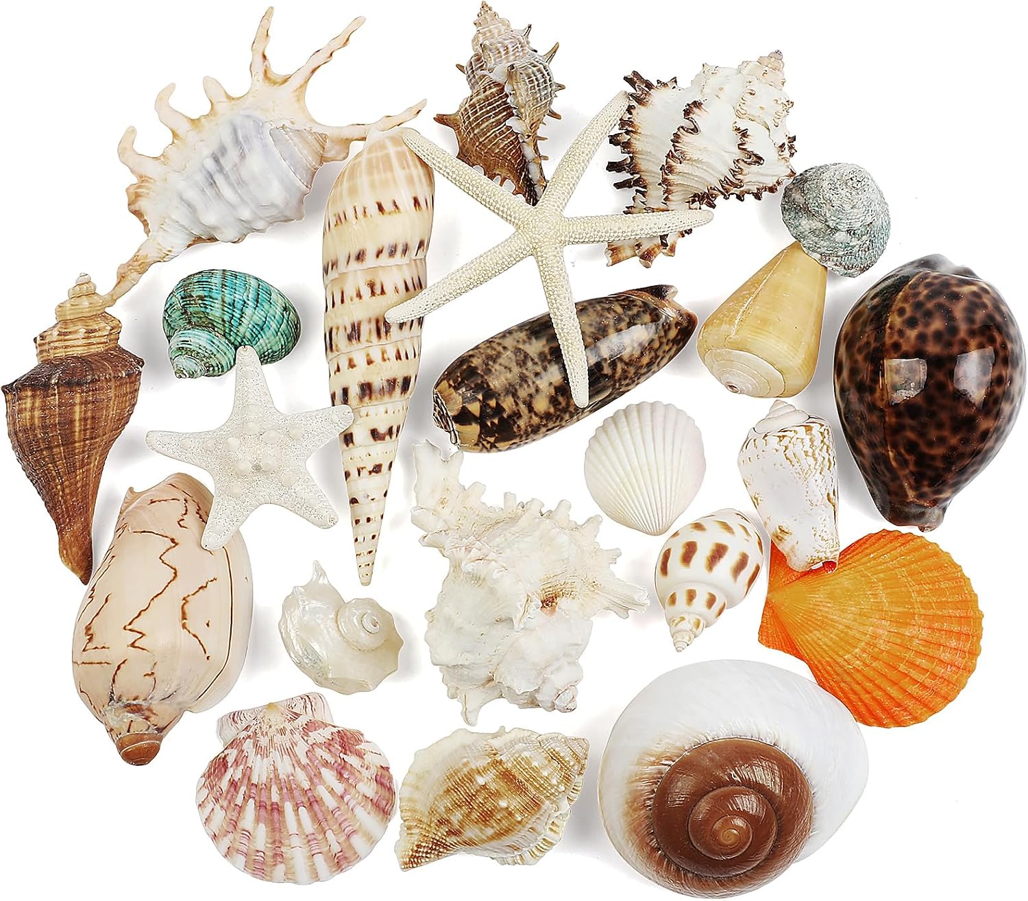 22 PCS Large Seashells Mixed Beach Sea Shells and Ocean Natural Starfish,Natural Colorful Sea Shells Starfish Up to 6.5 Inch, Perfect for Beach Theme Party Home Decor DIY Crafts Fish Tank Decorations
