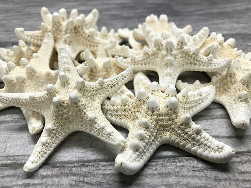 Real Knobby Starfish | 12 Real Knobby Starfish White 3" to 4" | Plus Free Nautical eBook by Joseph Rains