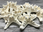 Real Knobby Starfish | 12 Real Knobby Starfish White 3" to 4" | Plus Free Nautical eBook by Joseph Rains