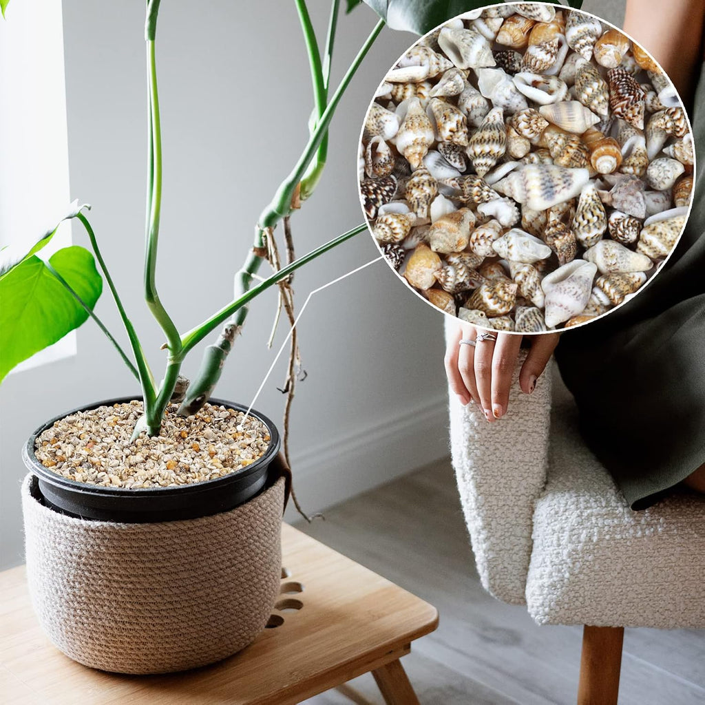 2000 Pcs Tiny Sea Shells for Crafting,Mixed Ocean Beach Mini Seashells Bulk for Home Decorations,Beach Theme Party, Small Shells for Craft, Wedding Decor, Fish Tank Vase Filler(5-12 mm)