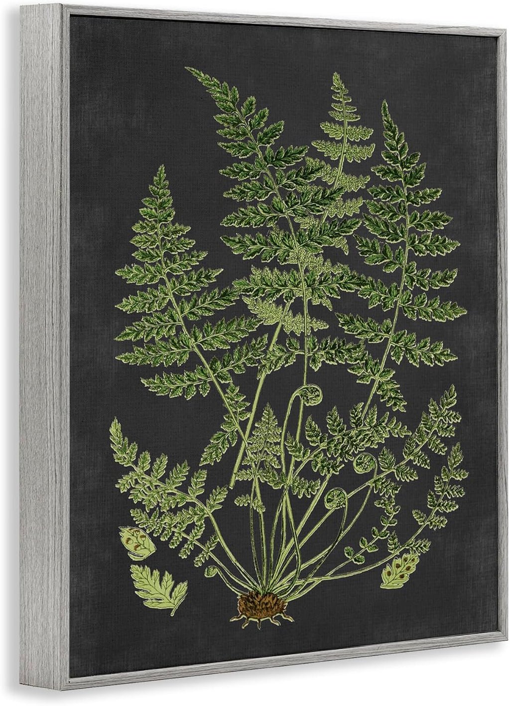 Stupell Industries 'Scientific Botanical Fern Drawing', Framed Giclee Art, Gray, 11 x 14 Inches, Easy to Hang and Sturdy, Made in USA, by Lettered and Lined