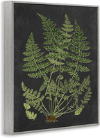 Stupell Industries 'Scientific Botanical Fern Drawing', Framed Giclee Art, Gray, 11 x 14 Inches, Easy to Hang and Sturdy, Made in USA, by Lettered and Lined