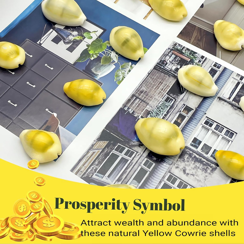 31PCS Money Cowrie Sea Shells, 3/4 Inch-1-1/2 Inch | Lakshmi Peeli Yellow Kawri Kodi Shells/Monetaria Monta Shell for Pooja/Necklace/Art Craft & Bracelet Making
