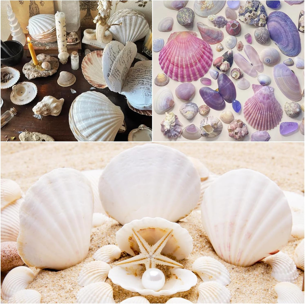 Jangostor 20 PCS Scallop Shells Natural Seashell, 2.3" to 3.5" White Scallop Shells Large Seashells for Crafts Wedding Decor Beach Theme Party, Fish Tank and Vase Filler