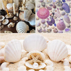 Jangostor 20 PCS Scallop Shells Natural Seashell, 2.3" to 3.5" White Scallop Shells Large Seashells for Crafts Wedding Decor Beach Theme Party, Fish Tank and Vase Filler