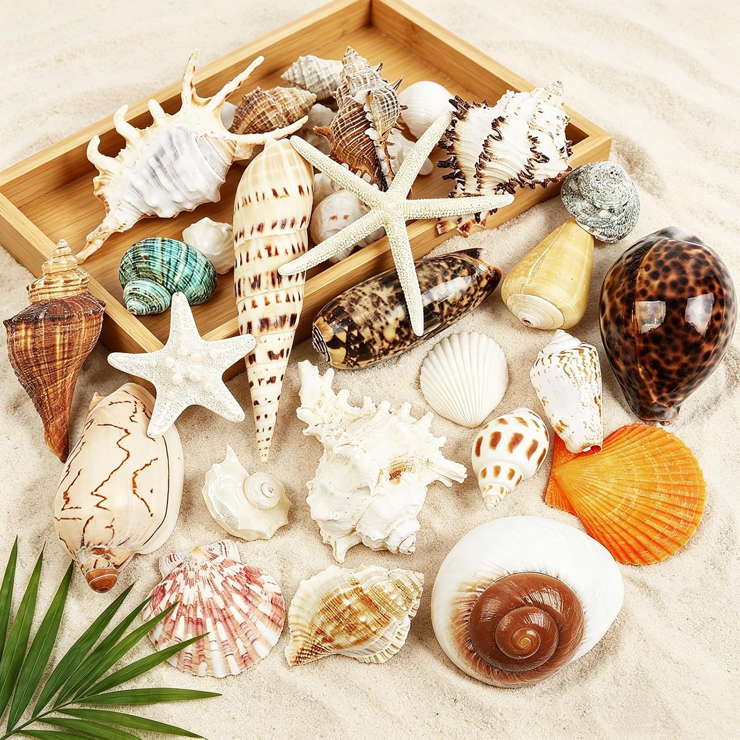 22 PCS Large Seashells Mixed Beach Sea Shells and Ocean Natural Starfish,Natural Colorful Sea Shells Starfish Up to 6.5 Inch, Perfect for Beach Theme Party Home Decor DIY Crafts Fish Tank Decorations