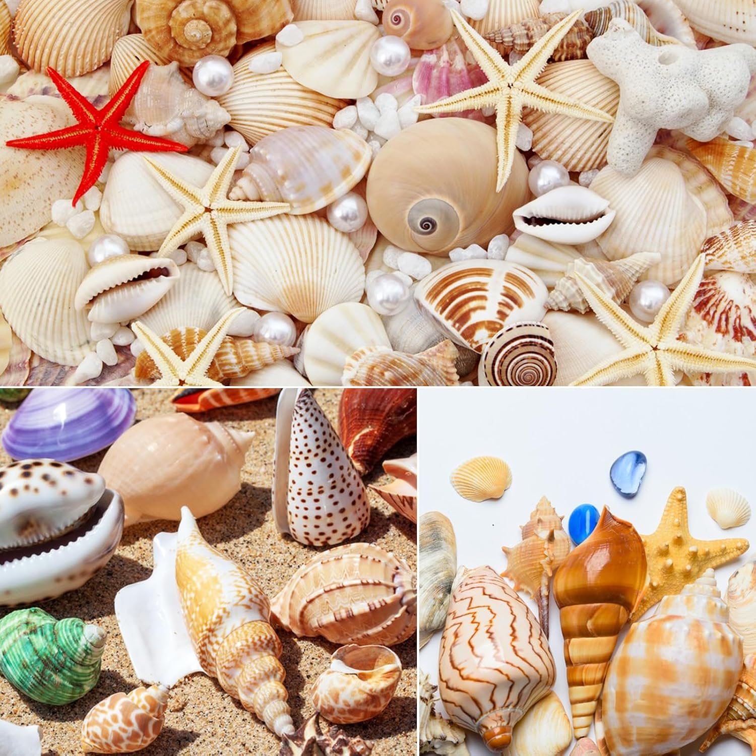 24 PCS Large Sea Shells Mixed Ocean Seashells Starfish Conch Various Sizes Natural Seashells for Fish Tank Beach Themed Party Home Bathroom Wedding Decorations DIY Crafts