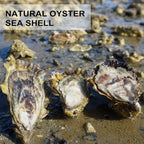 QEQEKAKA 30PCS Oyster Shells Flat & Concave 4"-5" Large Oyster Shells for Crafts Natural Oyster Shells Bulk, for Home Vase Filler, Xmas Ornaments, DIY Arts and Crafts Sea Shells