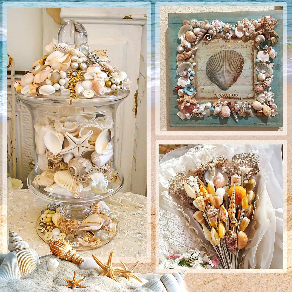Sea Shell Mixed Ocean Shells Set, 15 Kinds 1.2"-2.7" Various Sizes Natural Seashell & Starfish for Beach Themed Decor, DIY Crafts, Vase Fillers, Fish Tank, Home, Wedding and Party Decoration