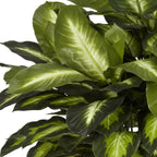 Nearly Natural 24in Artificial Dieffenbachia Silk Plant with Modern Hexagon Planter, Maintenance-Free Indoor Faux Greenery for Room Decor