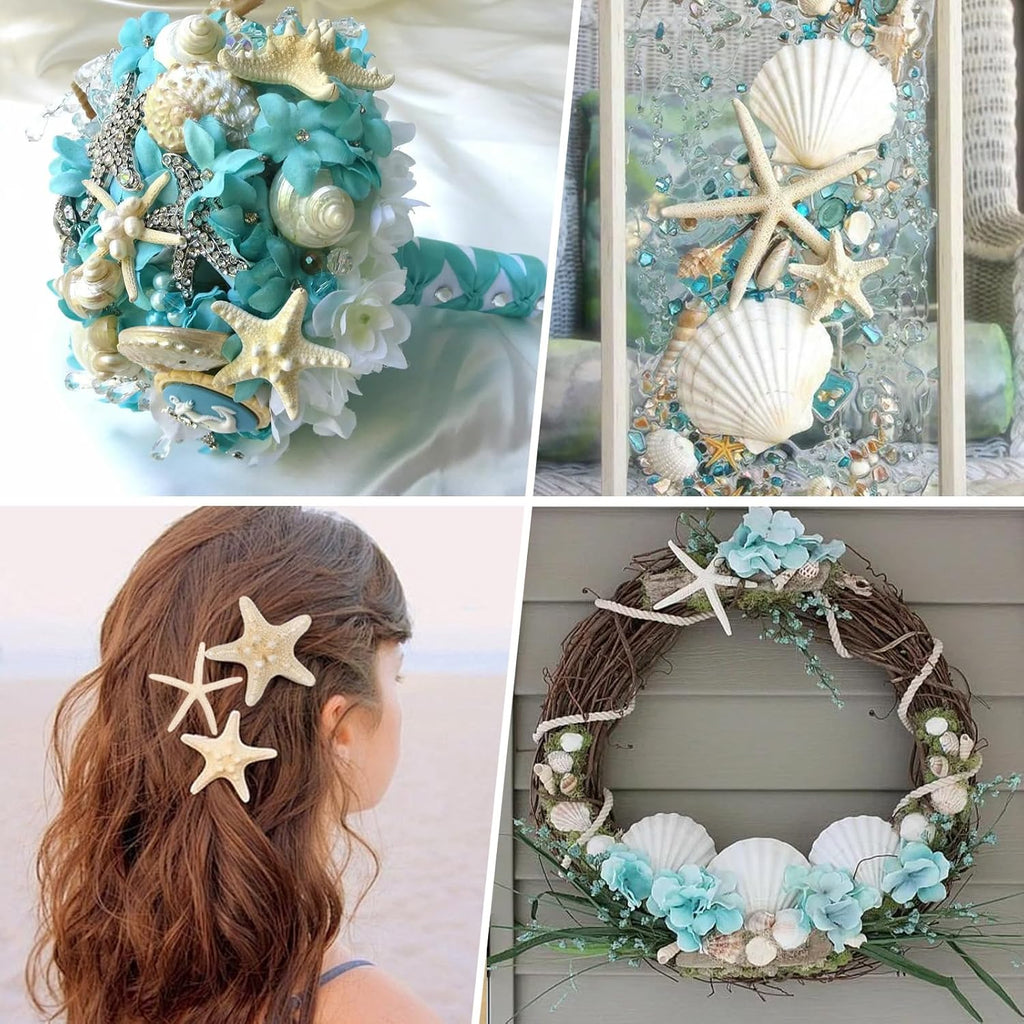 JQAQJU 3-4 Inches Large Starfish and Scallop Shells for Crafts 12PCS, Natural Beach Sea Shells for Crafting, Baking Shells Perfect for White Christmas Decor Beach Party Wedding Fishtank DIY Crafts