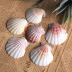 PPCLION 45 PCS Small Scallop Shell for DIY Crafts Decor Small Seashells for Home Decorations, Beach Themed Party, Fishtank, Vase Fillers