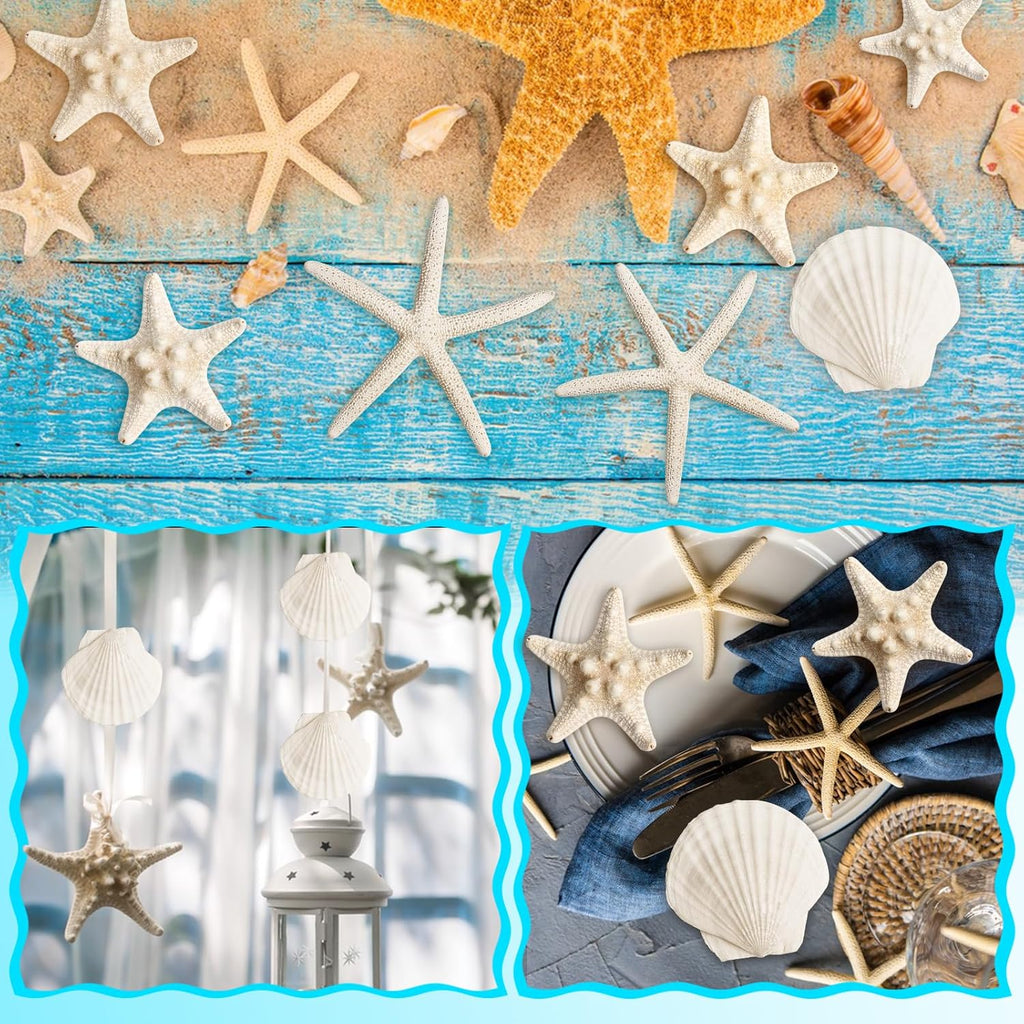 16 Pieces Starfish and Scallop Shells for Crafts 2.6"-3.8" Large Seashells Natural Sea Shells for Crafts Christmas Decor Beach Party Wedding Fishtank