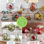 D'Eco Glass Mini Geometric Plant Terrariums 3 Pack - Triangle, House & Prism Planters for Spring Home Decor - Fill with Succulents, Cacti, Air Plants, Moss, Flowers for Plant Lovers