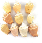 Heyiwell 10PC Fighting Conch Shells,Ocean Beach Shells for Shell Crafts,Home Decor,Fish Tank and Vase Filler 2.25"~3" Inch