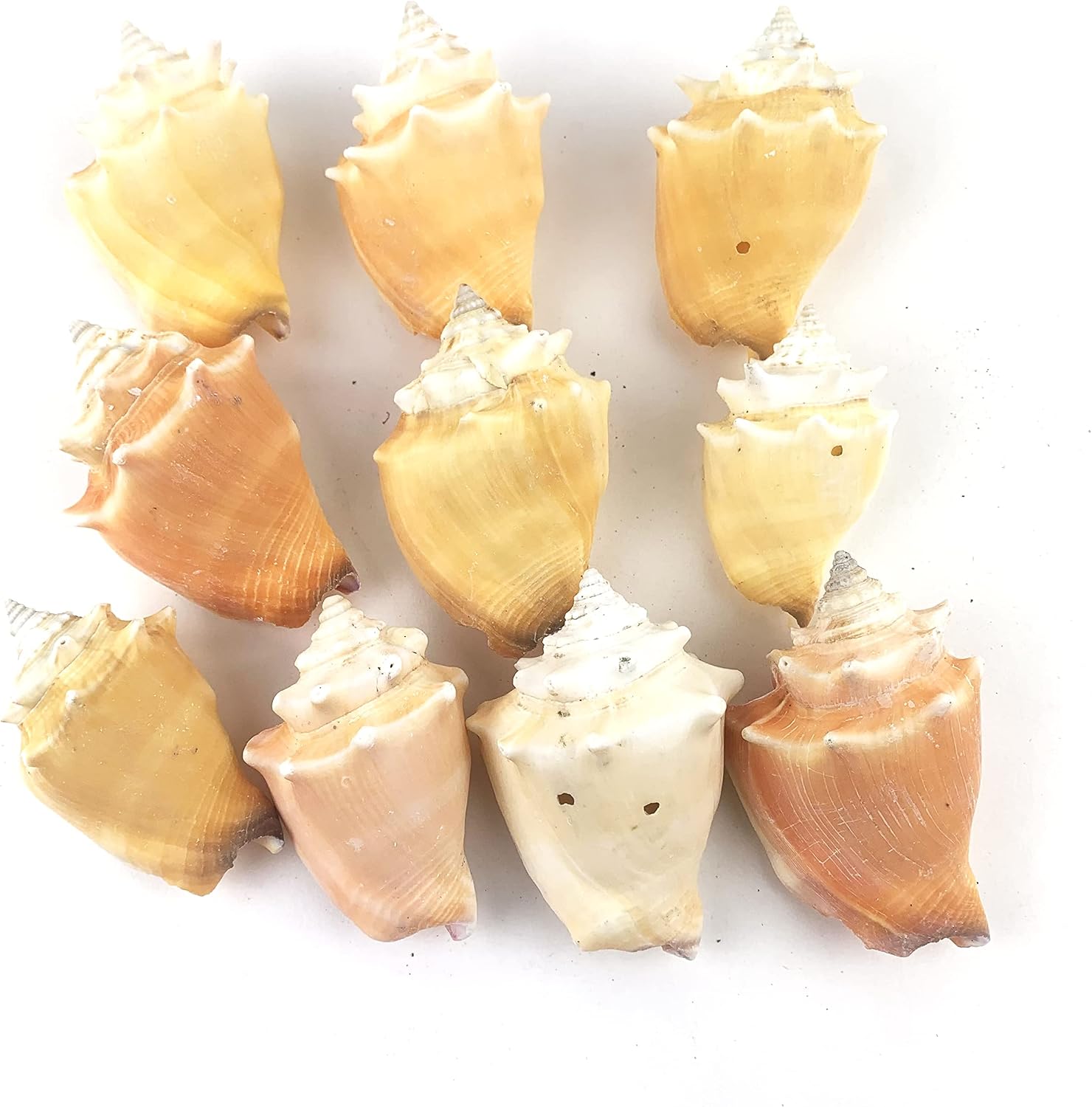 Heyiwell 10PC Fighting Conch Shells,Ocean Beach Shells for Shell Crafts,Home Decor,Fish Tank and Vase Filler 2.25"~3" Inch