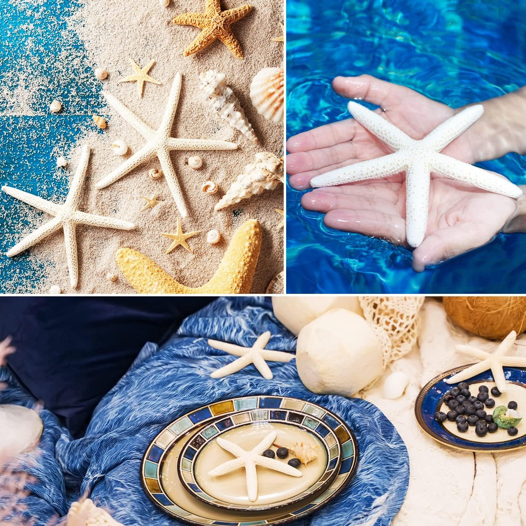Jangostor 12 PCS Starfish 4-5 Inch Ocean Beach Starfish Natural Colorful Seashells Starfish Perfect for Wedding Decor Beach Theme Party, Home Decorations,DIY Crafts, Fish Tank
