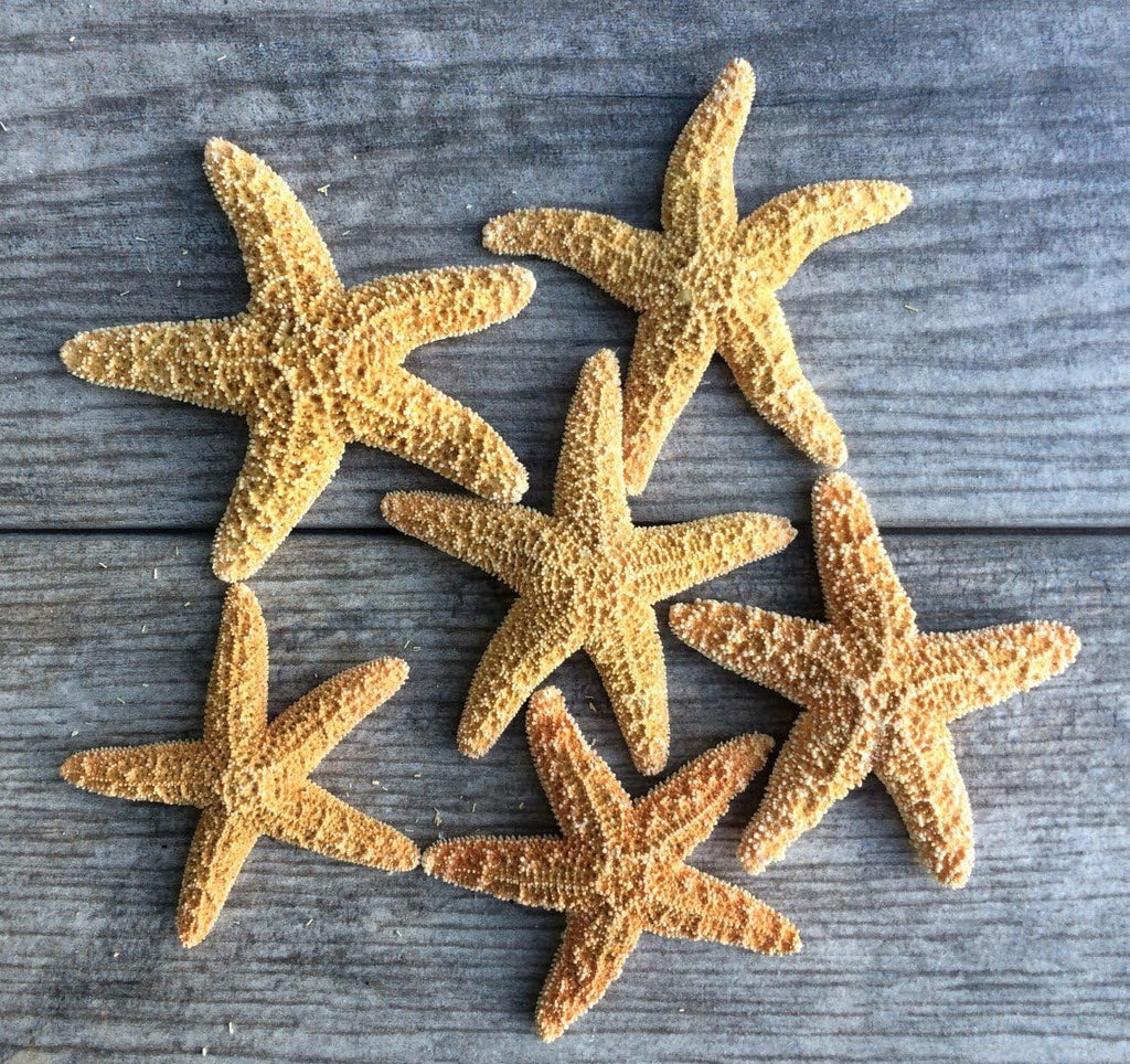 Sugar Starfish | 6 Brown Sugar Starfish 2"-3" | Plus Free Nautical eBook by Joseph Rains