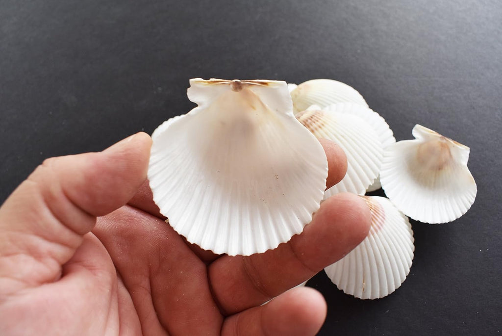 25 White Florida Scallop Shells (About 2") Seashells Display Box for Beach Wedding Decor and Ocean Crafts.