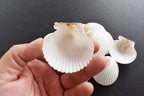 25 White Florida Scallop Shells (About 2") Seashells Display Box for Beach Wedding Decor and Ocean Crafts.
