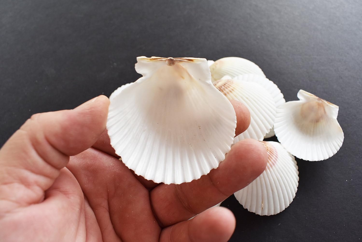 25 White Florida Scallop Shells (About 2") Seashells Display Box for Beach Wedding Decor and Ocean Crafts.