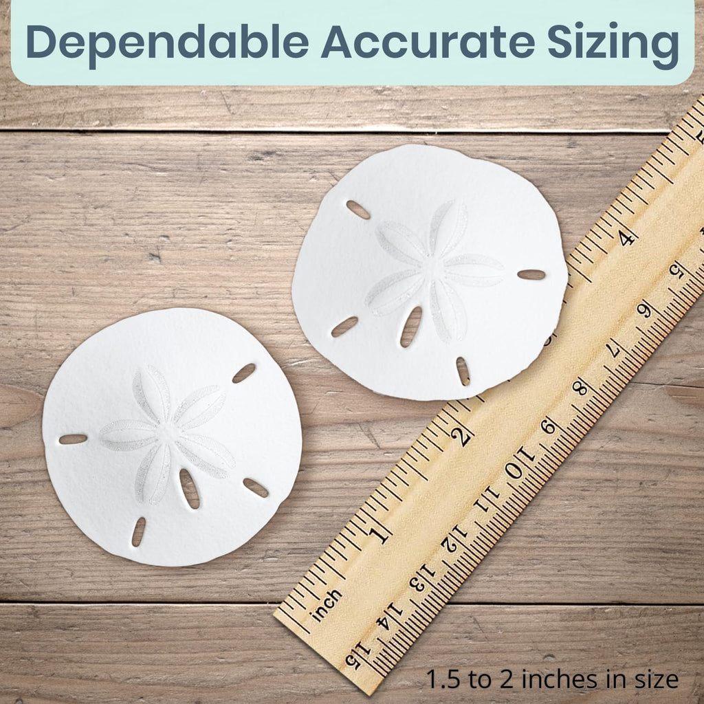 Real Sand Dollars 1.5" to 2" (30 Pack) – Sand Dollar Wall Art & Ornament Set – Beach Wedding Decor – Nautical Party Table Decor – Mini Shells for Crafts – Coastal Gifts