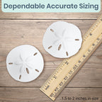 Real Sand Dollars 1.5" to 2" (30 Pack) – Sand Dollar Wall Art & Ornament Set – Beach Wedding Decor – Nautical Party Table Decor – Mini Shells for Crafts – Coastal Gifts
