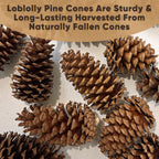 Tumbler Home Pine Cones for Decorating, 15pcs Loblolly Pinecones 2" - 3" Inch Each, Natural Pine Cones for Crafts, Pinecone Ornaments, Christmas Tree & Rustic Home Décor