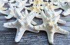 White Knobby Starfish 24 PCS - 1.25” to 2.25” – Natural Sea Life for Crafts, DIY, Wall & Shell Decor – Small Coastal Accents for Beach-Themed Designs, Nautical Decorations & Ocean-Inspired Home Décor