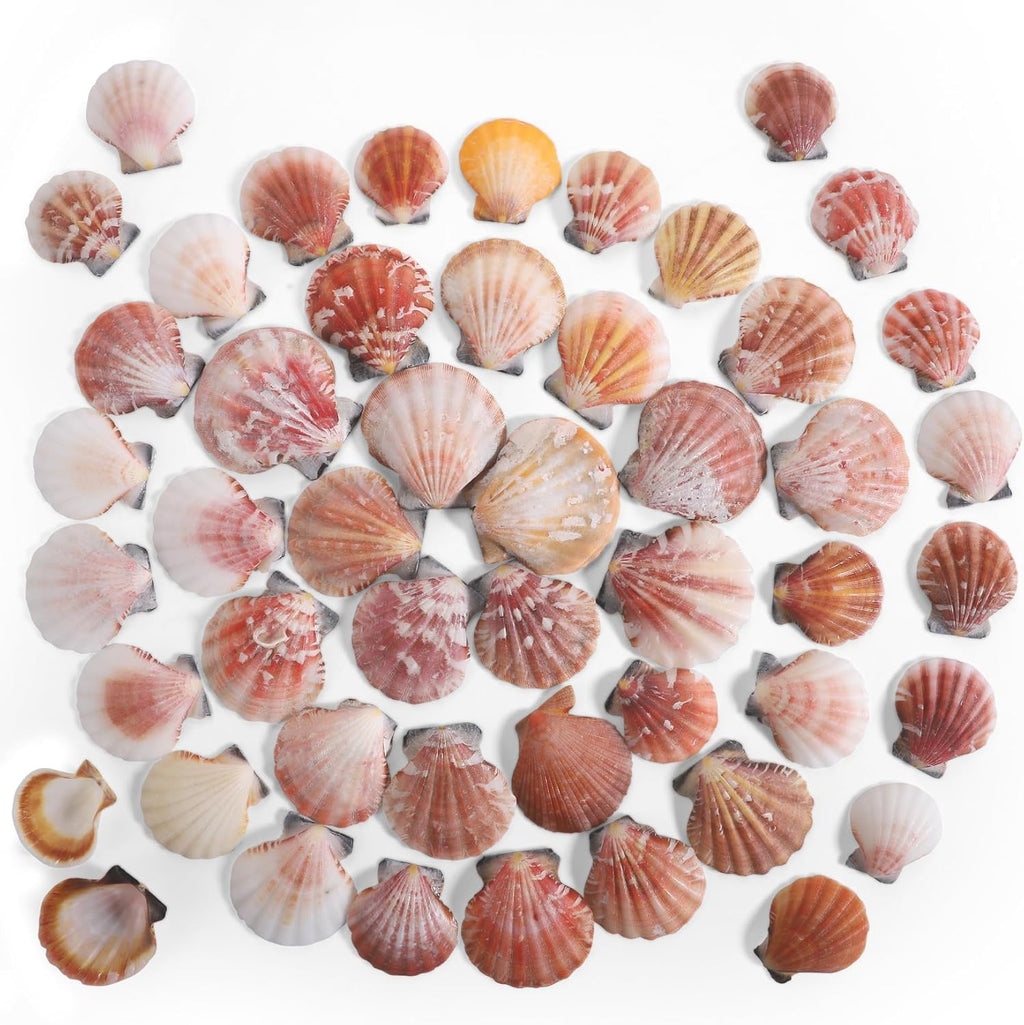 PPCLION 45 PCS Small Scallop Shell for DIY Crafts Decor Small Seashells for Home Decorations, Beach Themed Party, Fishtank, Vase Fillers